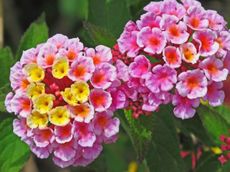 lantana