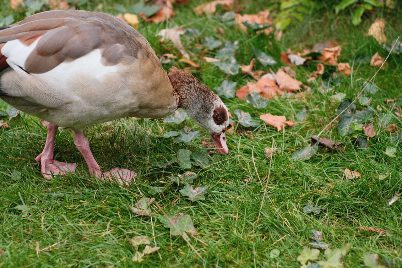 A duck foraging for food in grass
