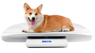 Mindpet-med Digital Pet Scale