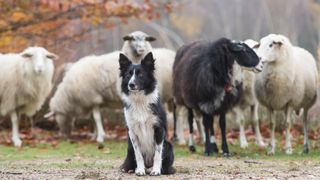 Border collie in front of sheep