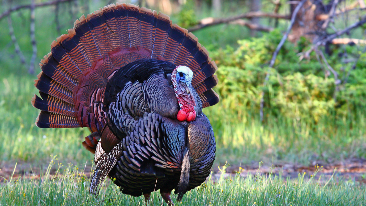 Wild turkey.
