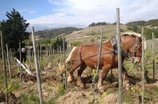 Northern Rh&ocirc;ne 2014 vintage