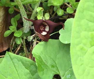 Wild ginger with green foliage and unusual, crimson-black flowers