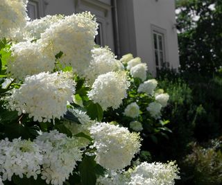 Hydrangeas planted outside a house