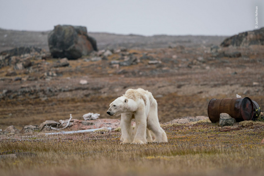 highly-commended-justin-hofman-wildlife-photographer-of-the-year-1556647229-Hxtq-column-width-inline