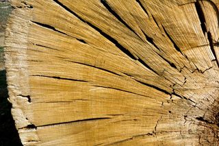 Patterns of narrow and wide tree rings correspond to dry and wet years.