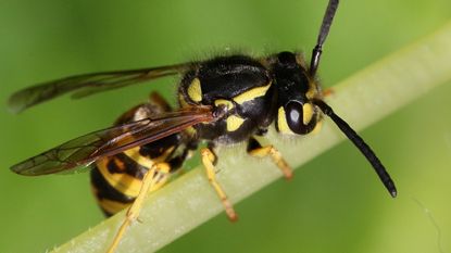 All black store yellow jacket