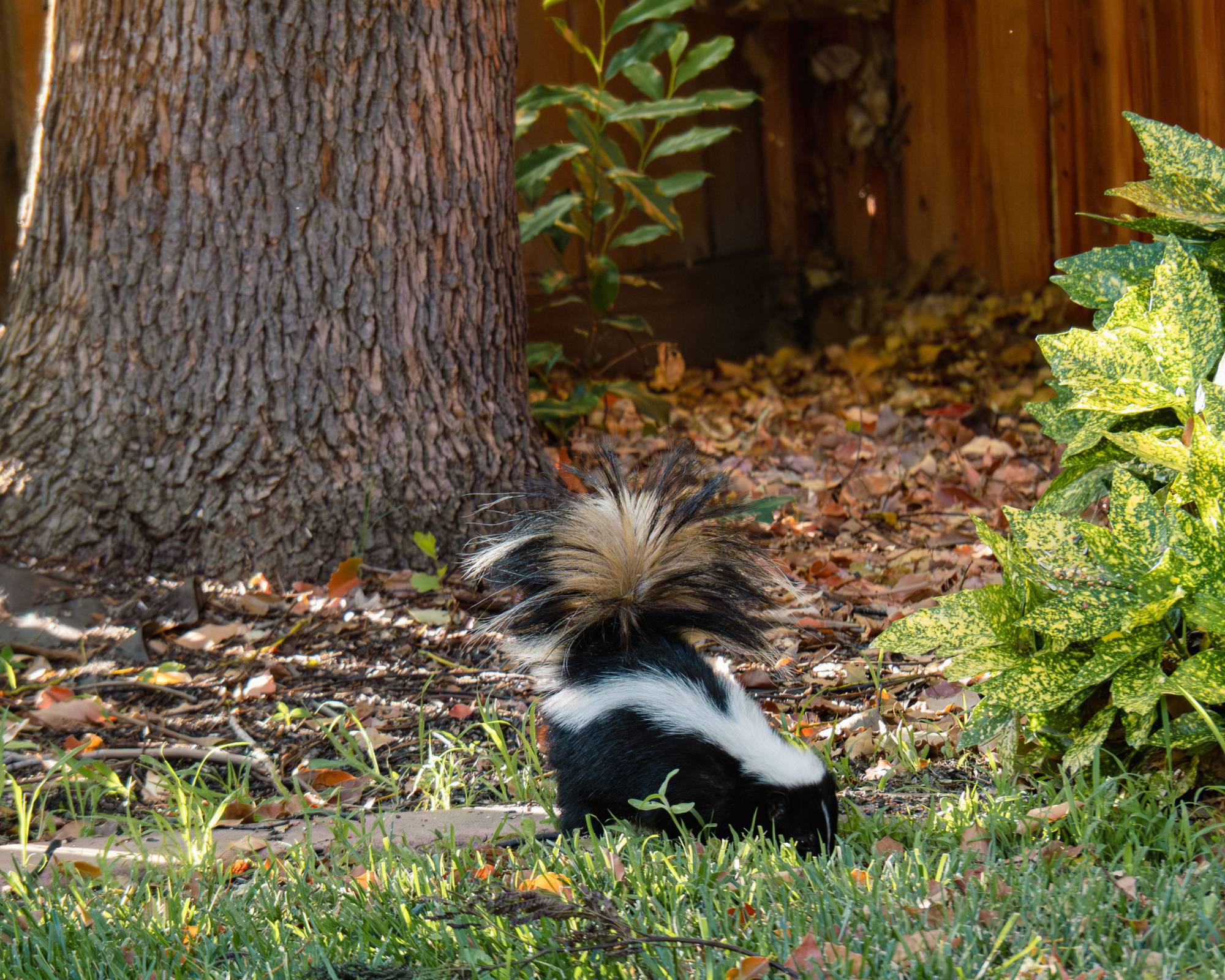 Skunk foraging in garden