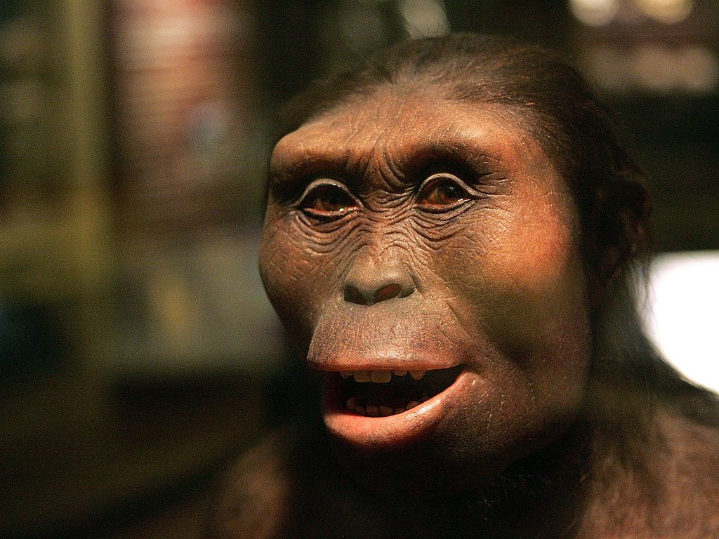 The face of an Australopithecus afarensis is displayed at the Field Museum March 7, 2006 in Chicago, Illinois.