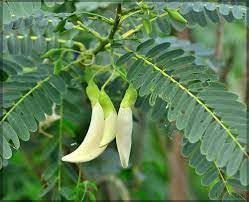 White Flowers of the hummingbird tree