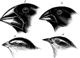 he varied beaks of Galapagos finches (a.k.a. Darwin’s Finches, Geospiza fortis) as seen in The Zoology of the Voyage of H.M.S. Beagle, by John Gould