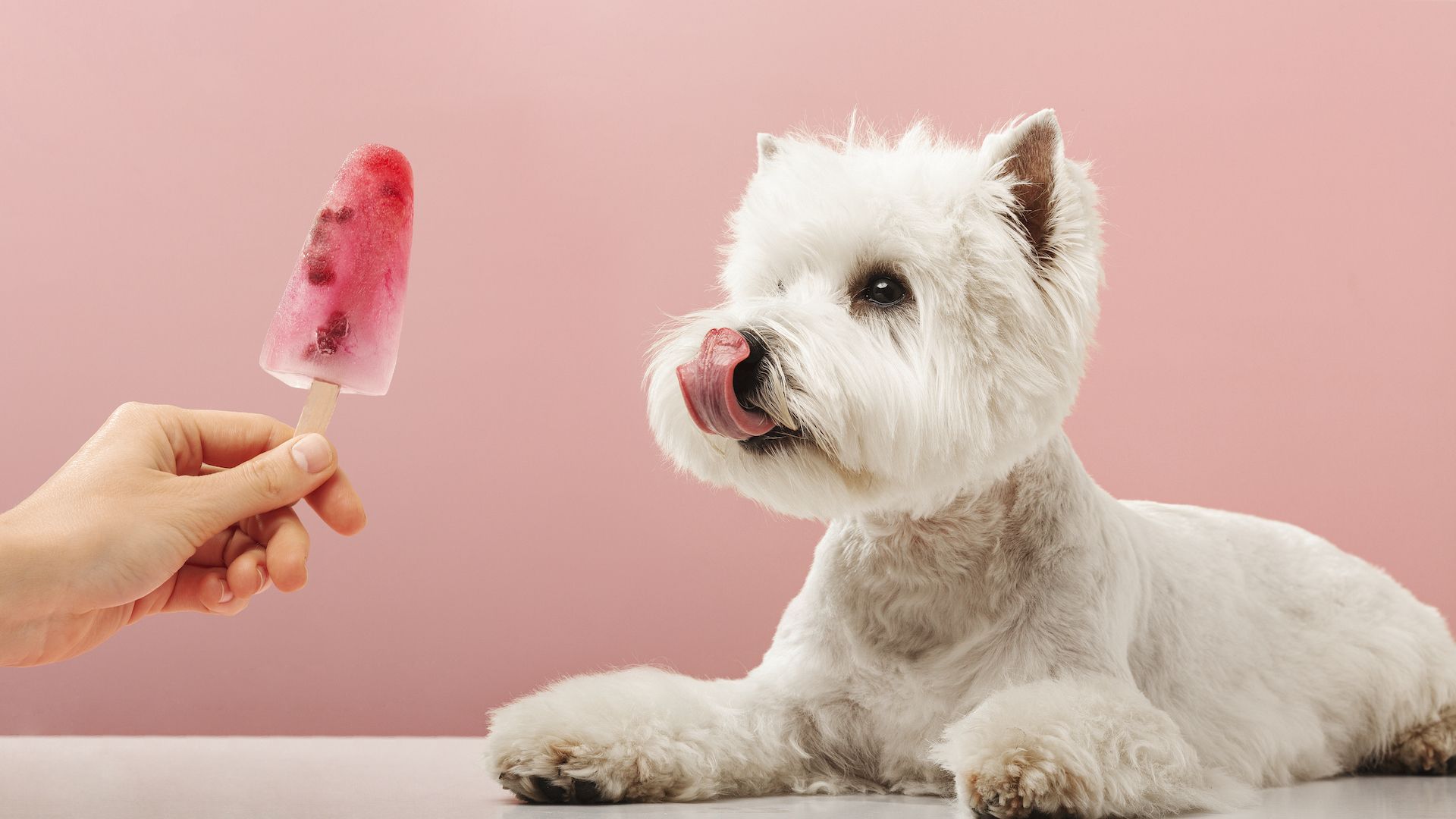 Surprising Things Dogs Can Eat Besides Dog Food preview