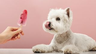 Terrier being offered fruit popsicle