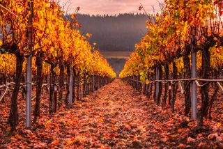 A colorful autumn vineyard in Napa Valley