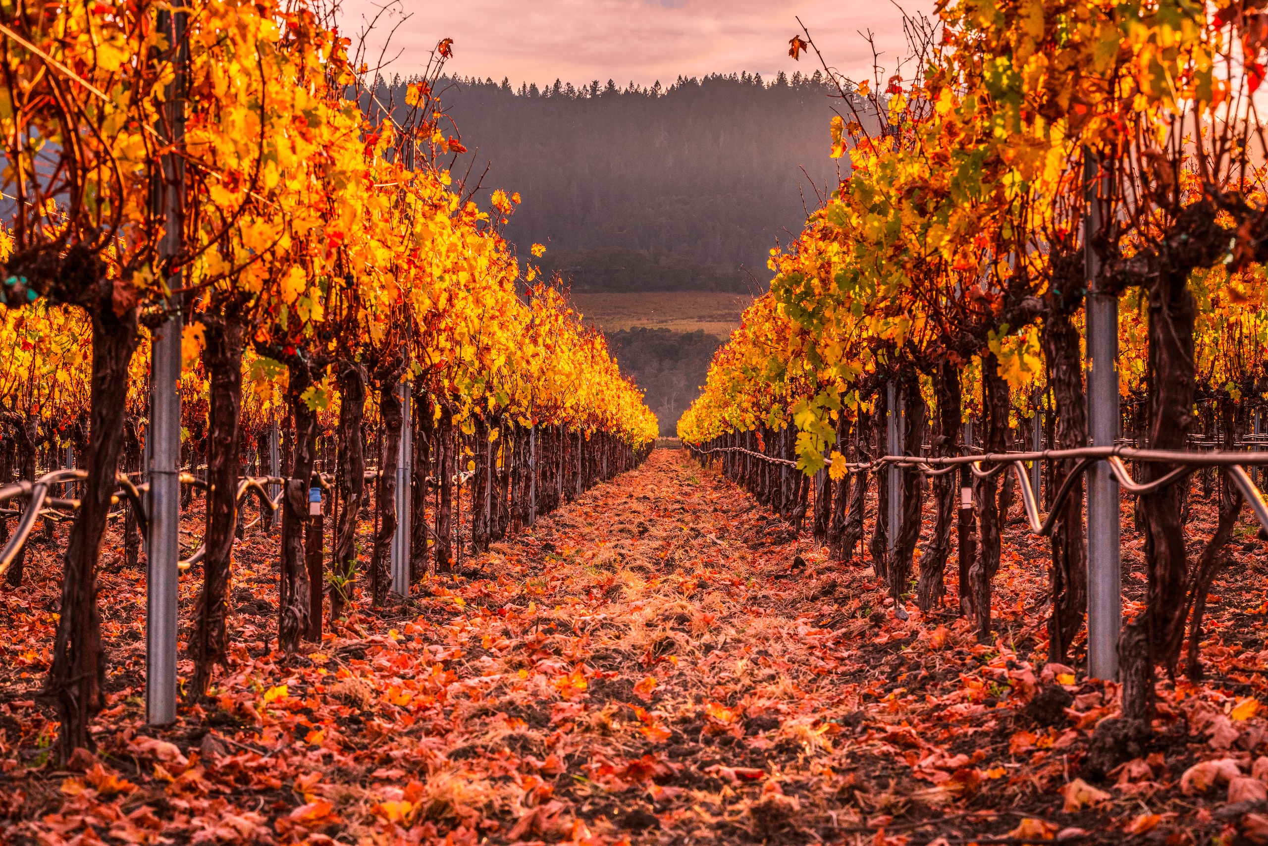 A colorful autumn vineyard in Napa Valley