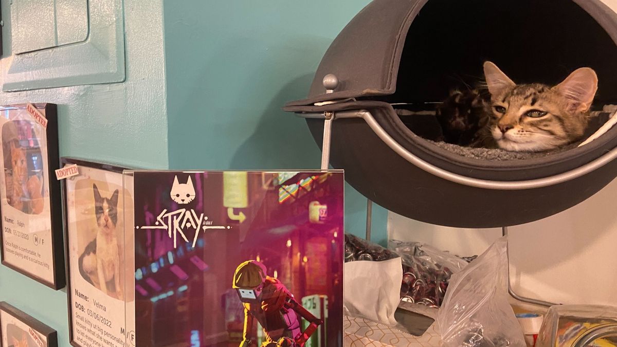 Stray Cat Cafe