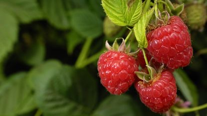 Ripe red raspberries on the cane