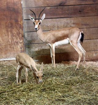 Francis the slender-horned gazelle gave birth to a baby four weeks ago and the public will get a chance to see mother and daughter when they rejoin the rest of the herd in the African savanna exhibit at Cleveland Metroparks Zoo on Aug. 1.