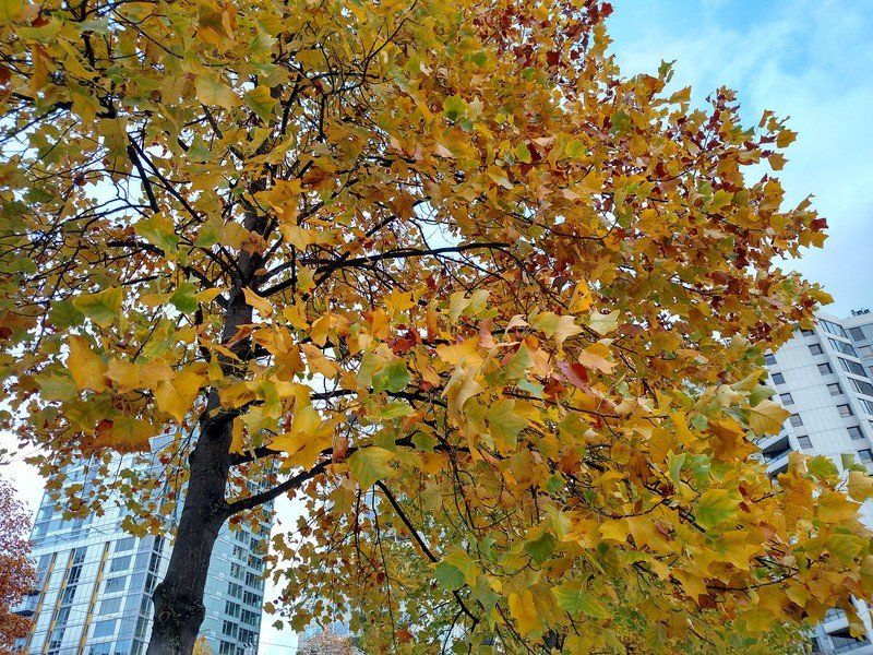 Droid Turbo camera sample