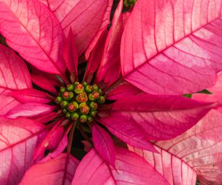 poinsettia Monet in full bloom