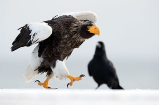 Comedy Wildlife Photo Awards 2022