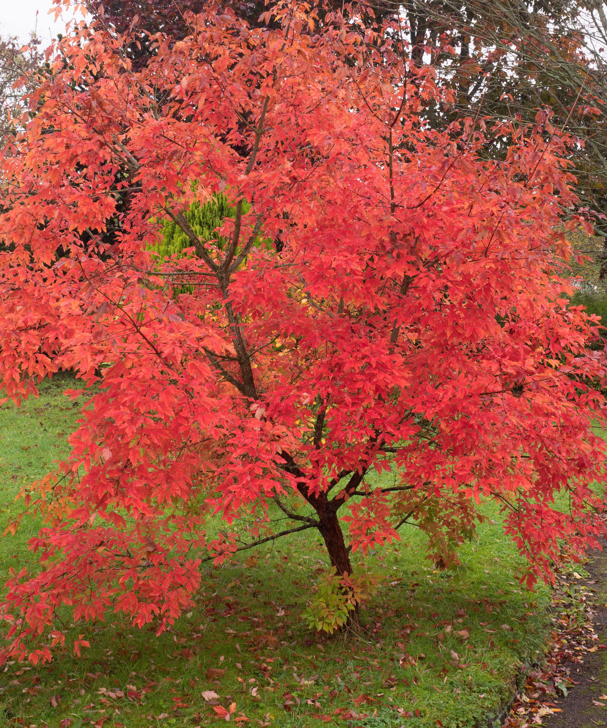 The 6 best trees with fall color for your backyard | Livingetc