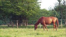 Knowing how to care for your horse during a heatwave is important for all horse owners