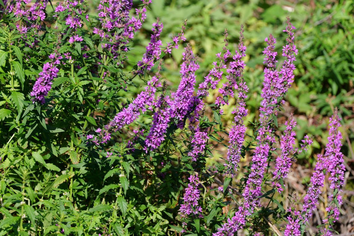 Purple flowers on a green bush