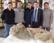 team that found woolly rhino