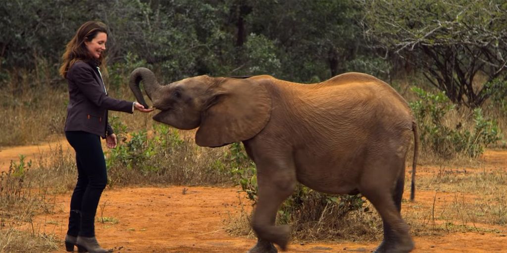 Where Did Netflix's Holiday In The Wild Film The Real Elephants