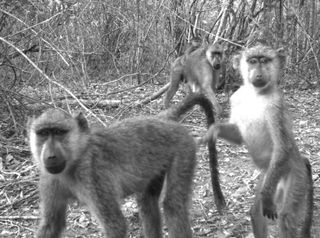 Monkeys with groupies? Camera traps also snapped these yellow baboons.