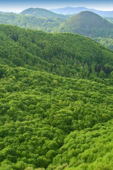 Forested landscape