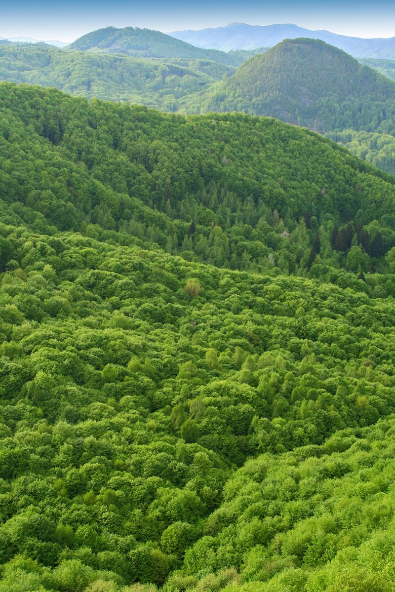 Forested landscape