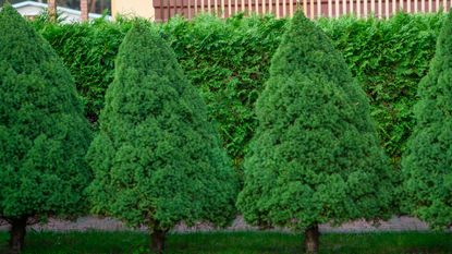 white spruce trees lining a yard border