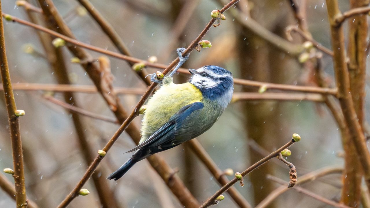 eurasian blue tit sat in a tree