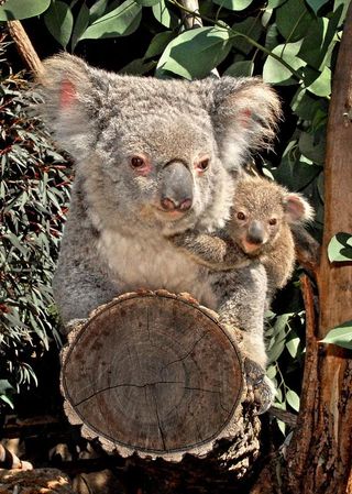 koala-baby-joey-110425-02