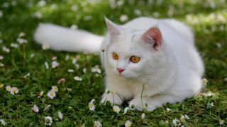 Turkish Angora cat
