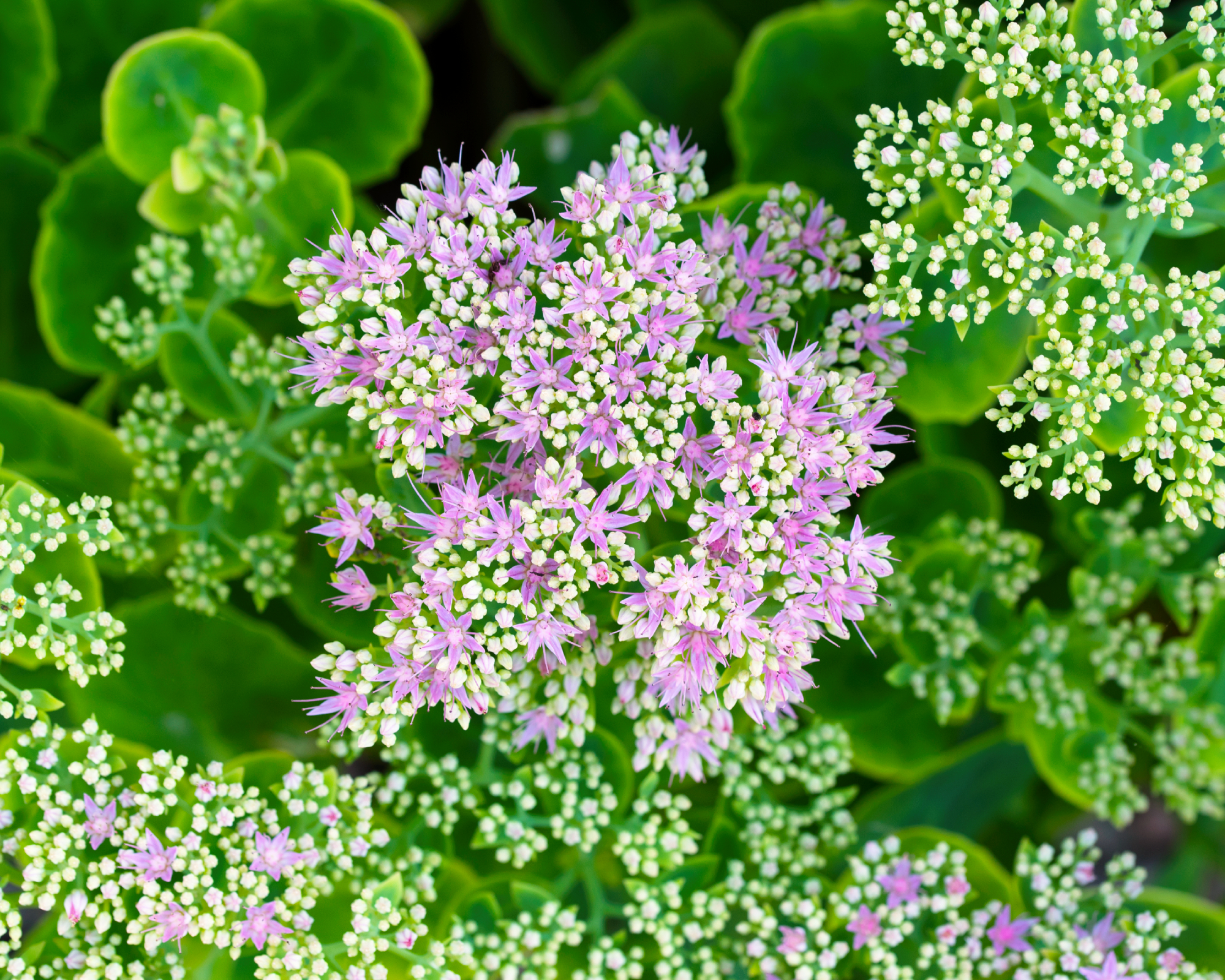 sedum garden plants in flower.