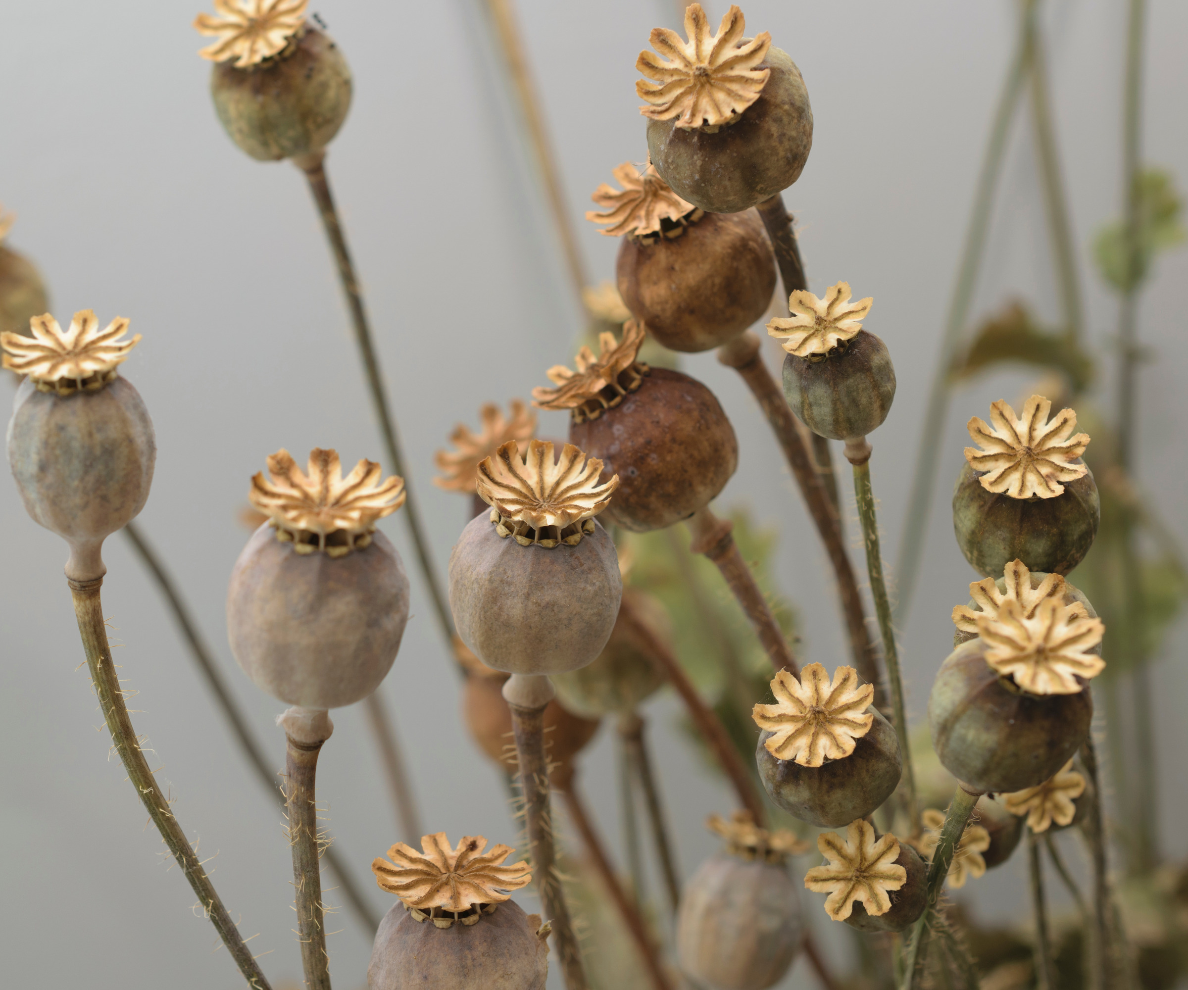 close up of dried poppy heads