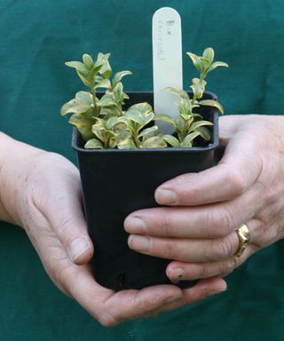 newly potted variegated boxwood cuttings