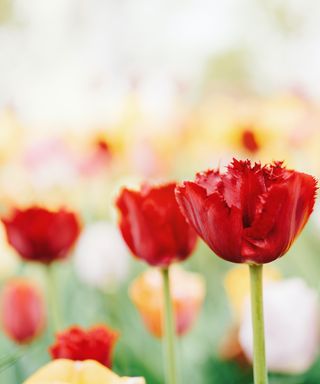 Red tulips