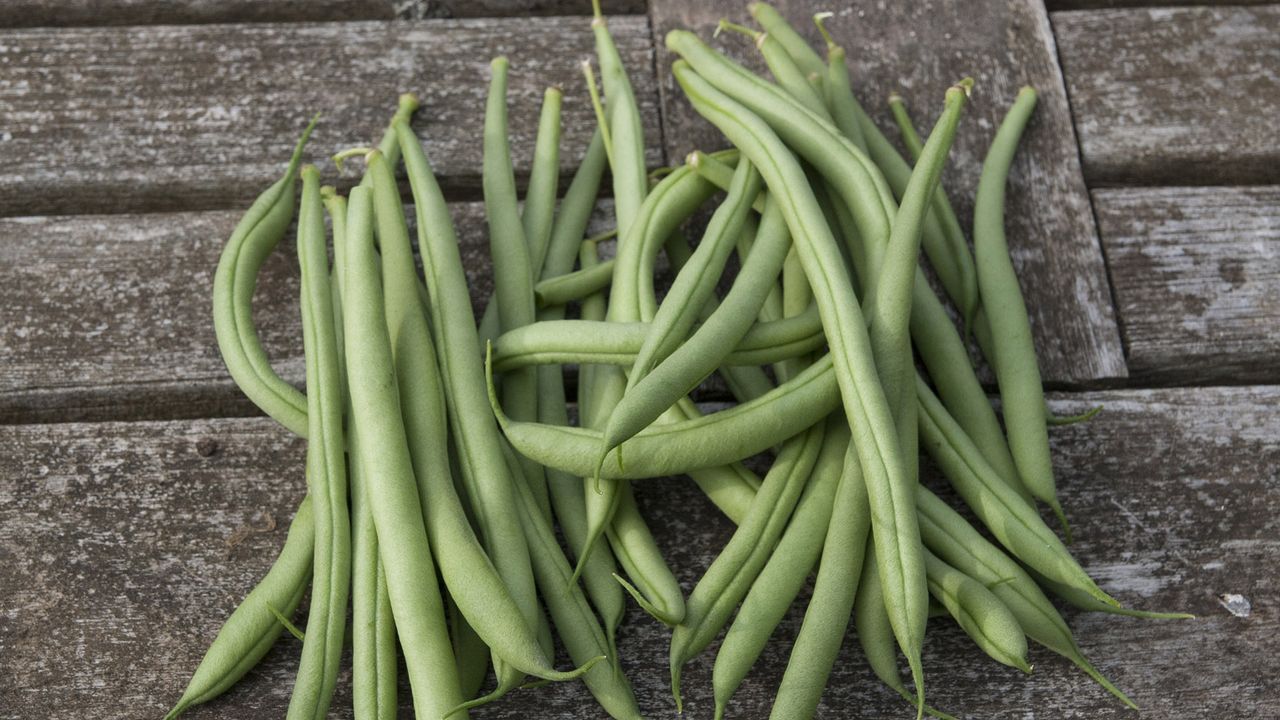 Cobra climbing French beans harvest