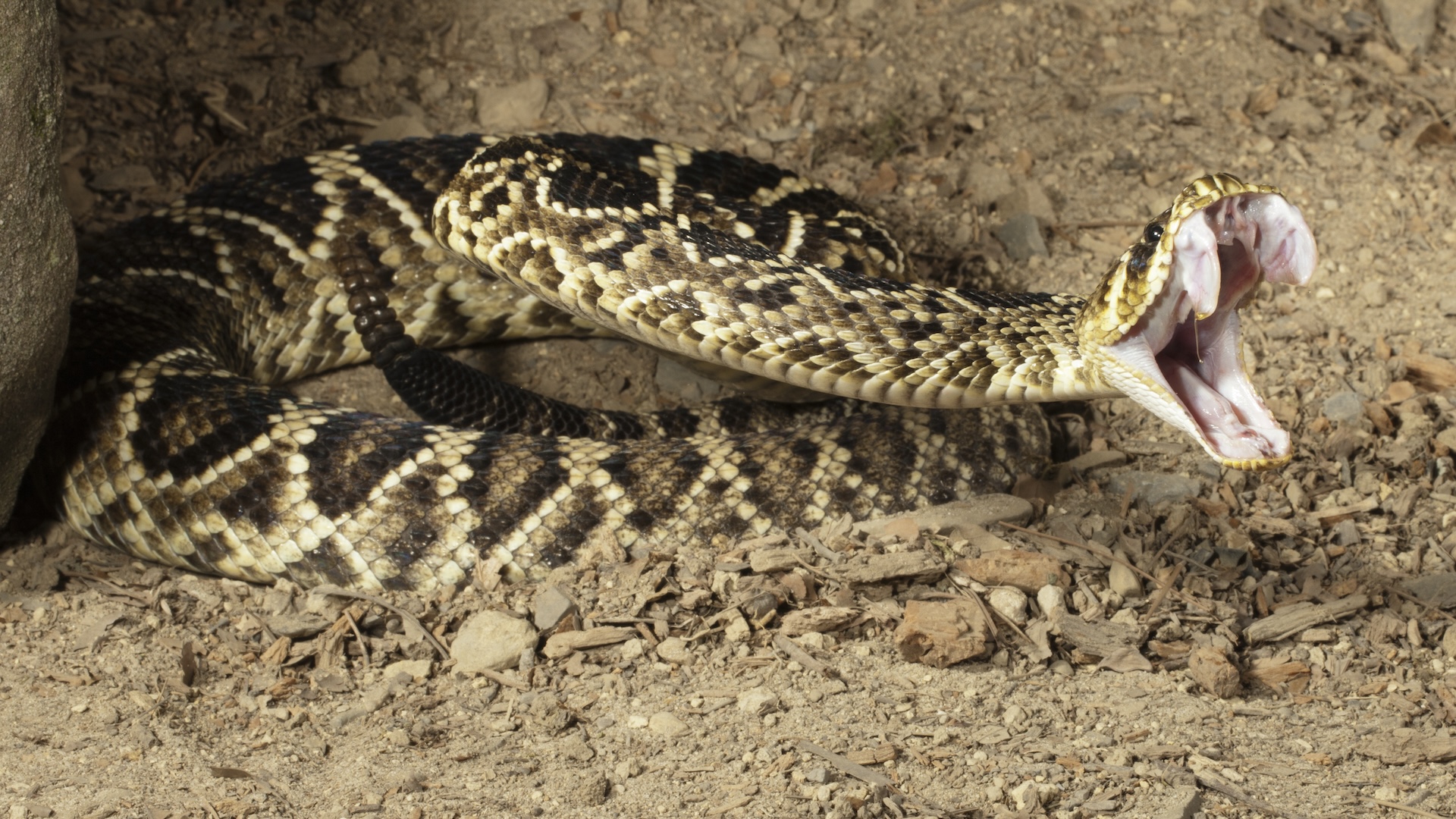 a rattlesnake bares its fangs and lunges to attack