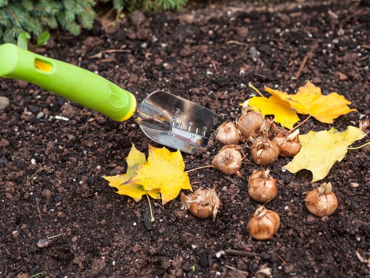 Tiny Shovel And Flower Bulbs On Soil