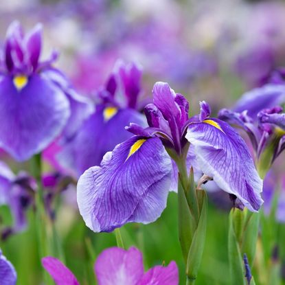 purple iris blooms