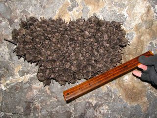 Hibernating Indiana bats during a 2007 survey. Biologists measure the area of clustered bats to estimate their numbers.