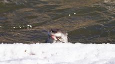 A Eurasian otter eats a fish by the snow-covered banks of a river.