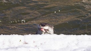 A Eurasian otter eats a fish by the snow-covered banks of a river.