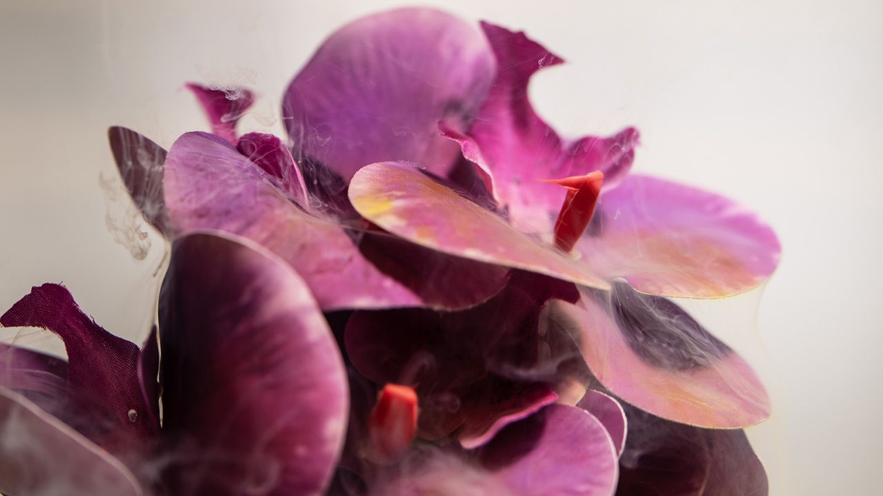 Flowers underwater with milk and colourants