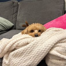 Golden maltipoo dog resting head on cream throw on top of grey sofa